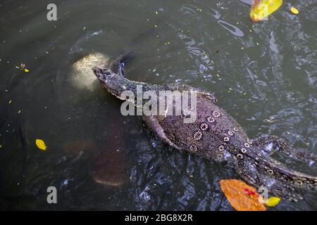 komodo lizard animal on water with fish Stock Photo