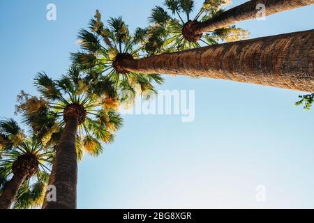 National Garden palm trees in Athens, Greece Stock Photo