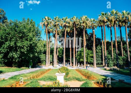 National Garden palm trees in Athens, Greece Stock Photo