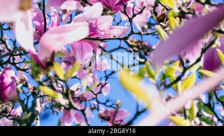 Tree cherry blossom flowers background picture image Stock Photo