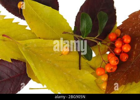 Beautiful autumn leaves with berries close up Stock Photo