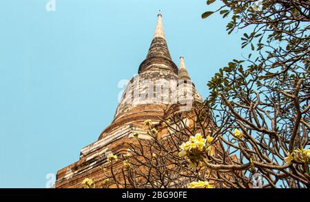 Asian flower in front of heritage Buddism temple at Ayuthaya Thailand Stock Photo