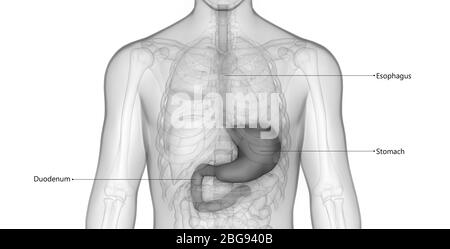 Human Digestive System with Detailed Labels Anatomy Stock Photo