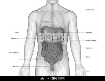 Human Digestive System with Detailed Labels Anatomy Stock Photo