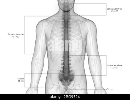 Vertebral Column of Human Skeleton System with Detailed Labels Anatomy Stock Photo