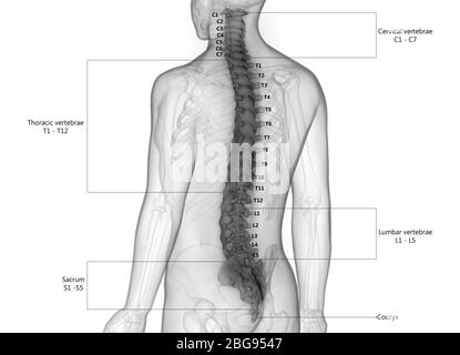 Vertebral Column of Human Skeleton System with Detailed Labels Anatomy Stock Photo