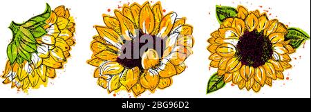 Vector watercolor sunflowers set, isolated on a white background, design elements for greeting cards and wedding invitations Stock Vector