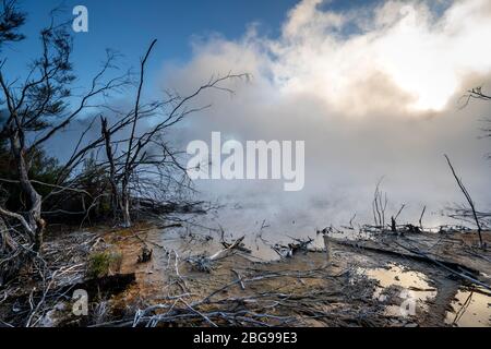 Steam shrouds vegetation on edge of Boiling Lake, Kuirau Park, Rotorua, North Island, New Zealand Stock Photo