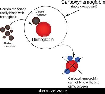 Carboxyhemoglobin. Joining The Hemoglobin Carbon Monoxide. Carbon ...