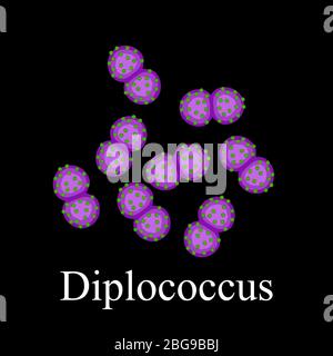 diplococci bacteria