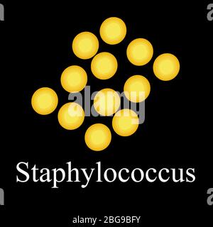 Staphylococcus aureus. Bacteria staphylococcus. Infographics. Vector illustration on isolated background. Stock Vector