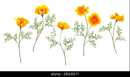 Set of yellow golden flowers California Poppy on white isolated background. Stock Vector