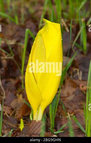 Yellow Skunk Cabbage (Lysichiton americanus) Stock Photo