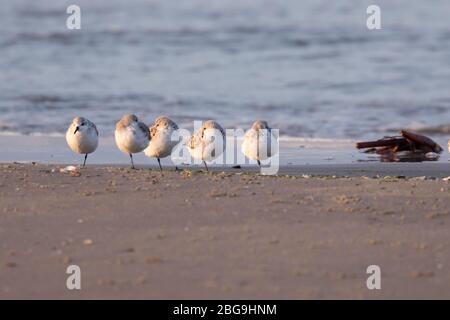 The flock of sanderlings are getting rest on the sunny beach of Galveston Island Stock Photo