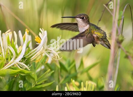 The female of ruby-throated hummingbird  flying  over honeysackle flowers, closeup