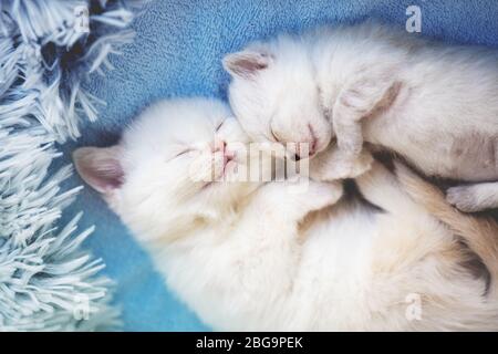 Two sleeping cute little kittens on a soft blue blanket Stock Photo
