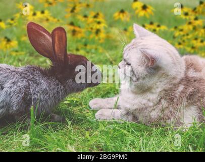 White cat and brown rabbit sitting together on green grass in spring. Easter concept Stock Photo