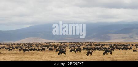wide angle shot of a wildebeest herd at ngorongoro crater Stock Photo