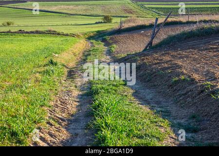 Dirt road through Green Fields, Spring Landscape Stock Photo
