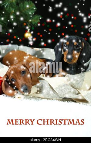 Two Dachshund puppies on Christmas background Stock Photo