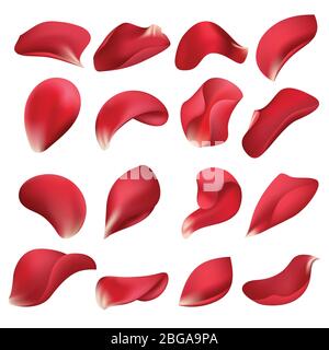 Realistic red rose flower petals isolated on white background vector set. Petal rose natural, flower floral illustration Stock Vector