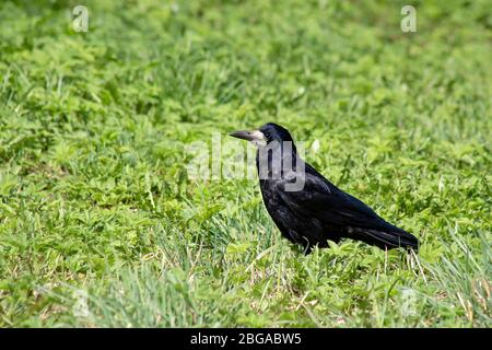 Beautiful, black rook bird on the green grass. Stock Photo