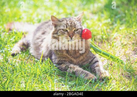 Portrait of a cat with tulip flowers. The cat lying on the grass in a spring garden Stock Photo