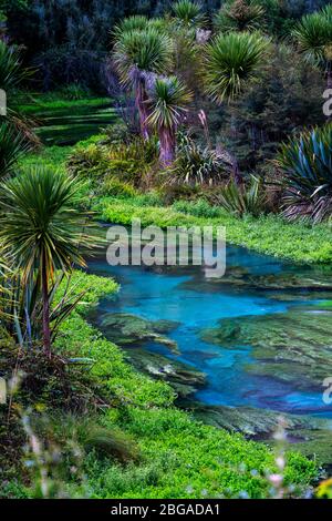 Blue Spring, Te Waihou Walkway, New Zealand Stock Photo