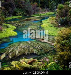 Blue Spring, Te Waihou Walkway, New Zealand Stock Photo