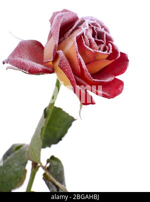 Rose covered with hoarfrost isolated on white Stock Photo