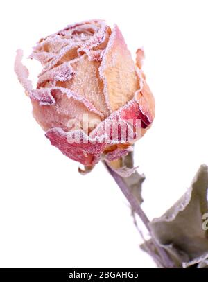 Dried rose covered with hoarfrost on snow isolated on white Stock Photo
