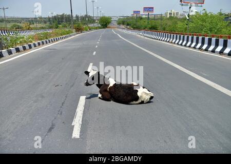Beijing, China. 20th Apr, 2020. A cow sits on a deserted road during second phase of lockdown imposed in the wake of coronavirus pandemic in New Delhi, India on April 20, 2020. Credit: Partha Sarkar/Xinhua/Alamy Live News Stock Photo