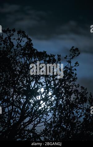 The pink moon of April 2020 Stock Photo