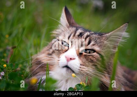 portrait of a norwegian forest cat lying in a meadow Stock Photo