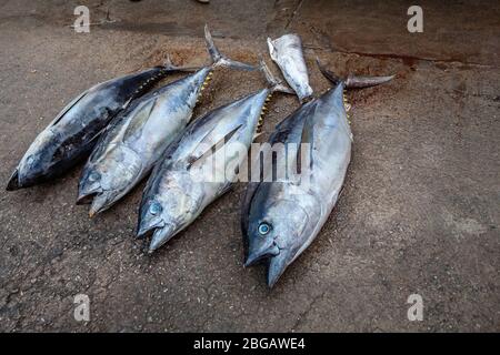 Whole raw tuna freshly caught on the ground in the street on the asphalt. In the resort of Negombo in Sri Lanka. Stock Photo