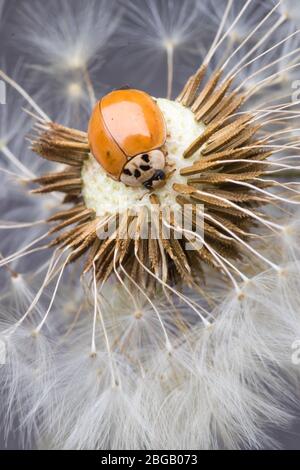 Ladybug sitting on flower. Red ladybug on dandelion. Shallow depth of field, focus on insect. Ladybird sitting on dandelion flower. Stock Photo