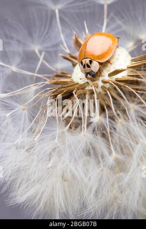 Ladybug sitting on flower. Red ladybug on dandelion. Shallow depth of field, focus on insect. Ladybird sitting on dandelion flower. Stock Photo