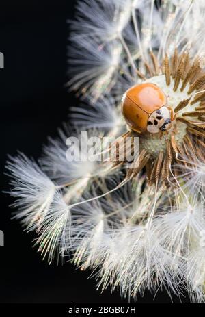 Ladybug sitting on flower. Red ladybug on dandelion. Shallow depth of field, focus on insect. Ladybird sitting on dandelion flower. Stock Photo