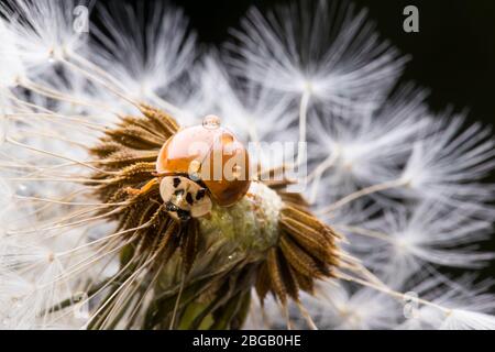Ladybug sitting on flower. Red ladybug on dandelion. Shallow depth of field, focus on insect. Ladybird sitting on dandelion flower. Stock Photo