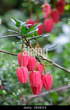 Crimson flowers of crinodendron hookerianum, Chile lantern tree, Chilean lantern tree Stock Photo
