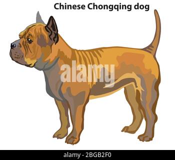 how long do chongqing dog live