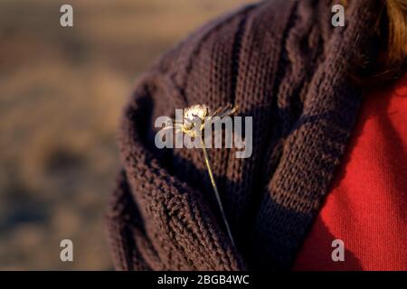 Dry flower in a knitted sweater. Sunset shooting in the field. Dead wood. Stock Photo