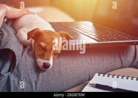 Woman write plans in notebook with her jack rusel terrier puppy dog. Good relationships and friendship between owner and animal pet Stock Photo