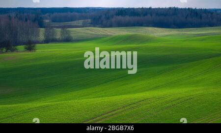 Spring Rolling Green Hills With Fields Of Wheat. Stock Photo