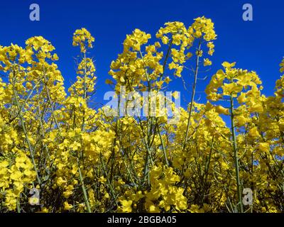 Rapeseed (Brassica napus subsp. napus) in flower late March Stock Photo