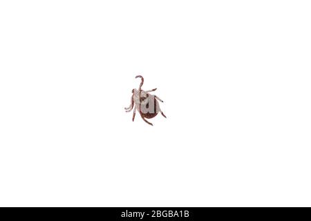 Close up shot of tick isolated on white background. Ixodes ricinus or Dermacentor variabilis Stock Photo