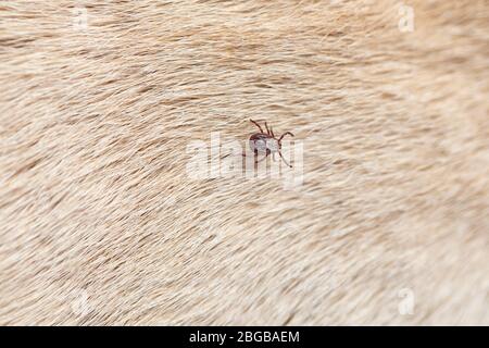 Infected female tick on dog fur. Copy spaces. Stock Photo