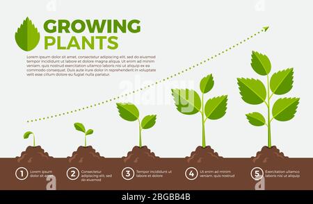 Different steps of growing plants. Vector illustration in cartoon style Stock Vector
