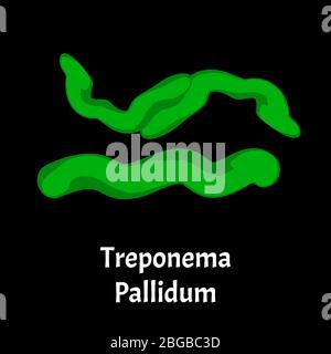treponema pallidum syphilis transmitted
