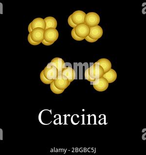 The bacterium sarcina. Infographics. Vector illustration on isolated background Stock Vector